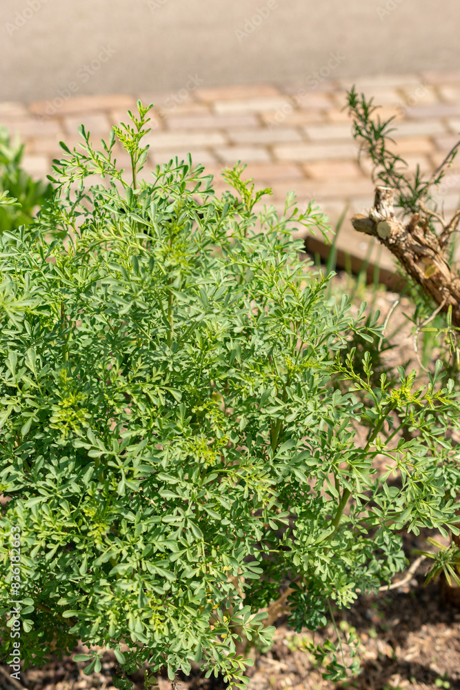 Common rue or Ruta Graveolens plant in Zurich in Switzerland Common rue or Ruta Graveolens plant in Zurich in Switzerland