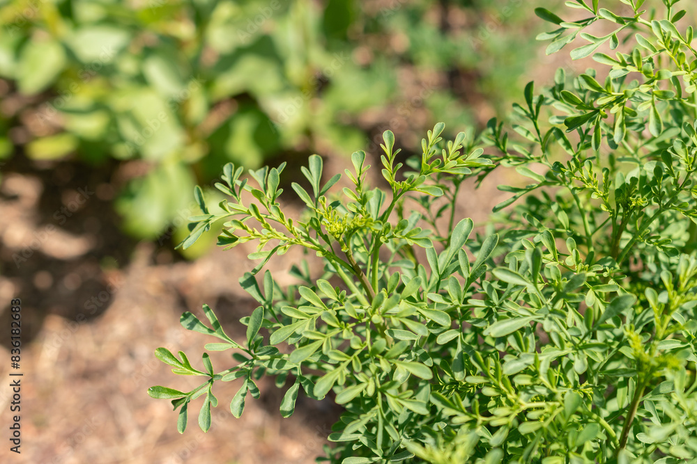 Common rue or Ruta Graveolens plant in Zurich in Switzerland