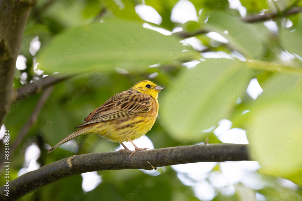 yellowhammer Emberiza citronella perching in vegetation yellowhammer Emberiza citronella perching in vegetation