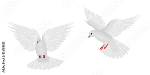 white dove flying vector set. front view and side view. vector illustration isolated on white background.