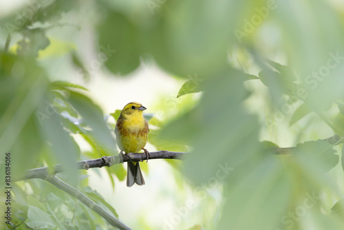 yellowhammer Emberiza citronella perching in vegetation