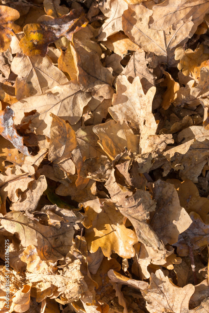 oak leaves texture, autumn fullframe background oak leaves texture, autumn fullframe background