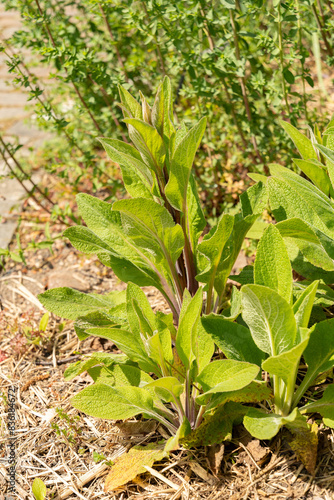 Common foxglove or Digitalis Purpurea plant in Zurich in Switzerland