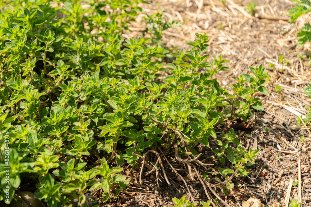 Oregano or Origanum Vulgaris plant in Zurich in Switzerland Oregano or Origanum Vulgaris plant in Zurich in Switzerland