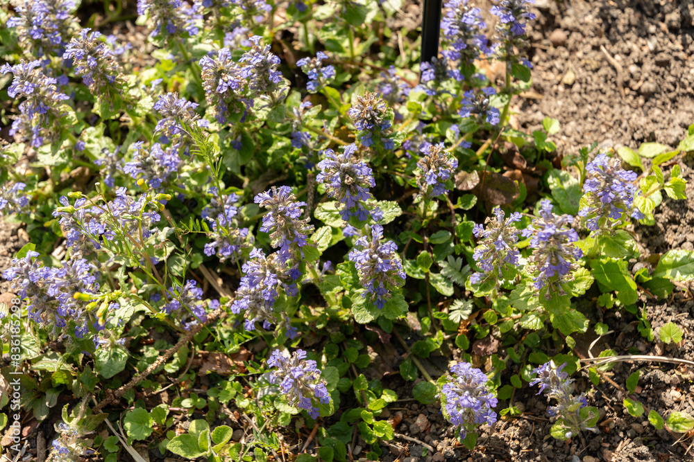 Bugle or Ajuga Reptans plant in Zurich in Switzerland Bugle or Ajuga Reptans plant in Zurich in Switzerland