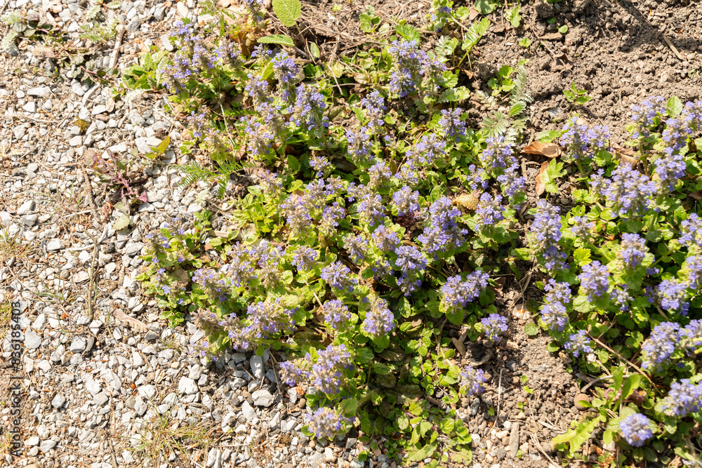 Bugle or Ajuga Reptans plant in Zurich in Switzerland Bugle or Ajuga Reptans plant in Zurich in Switzerland
