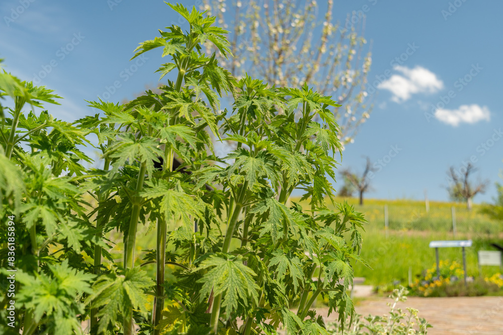 Motherwort or Leonurus Cardiaca plant in Zurich in Switzerland Motherwort or Leonurus Cardiaca plant in Zurich in Switzerland