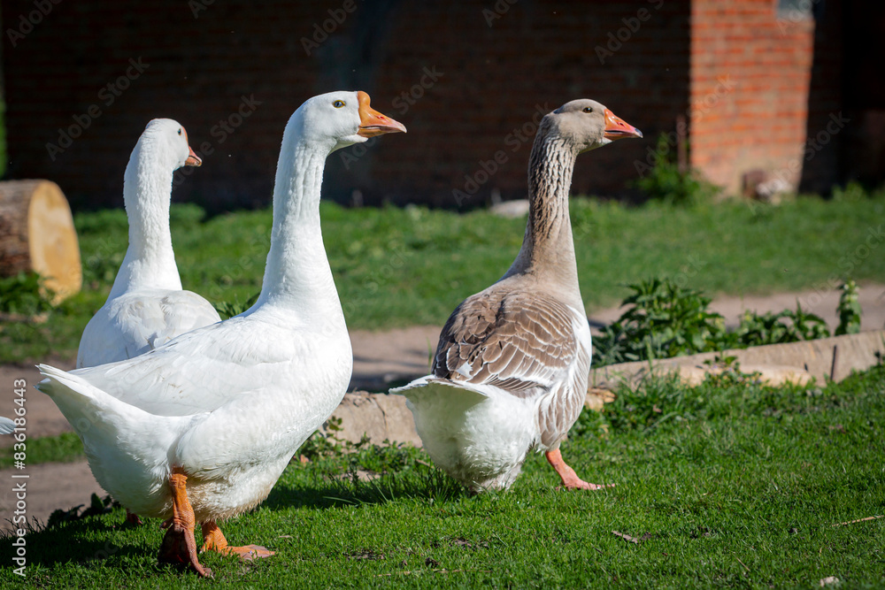 A white goose walks through the village close-up. A white goose walks through the village close-up.