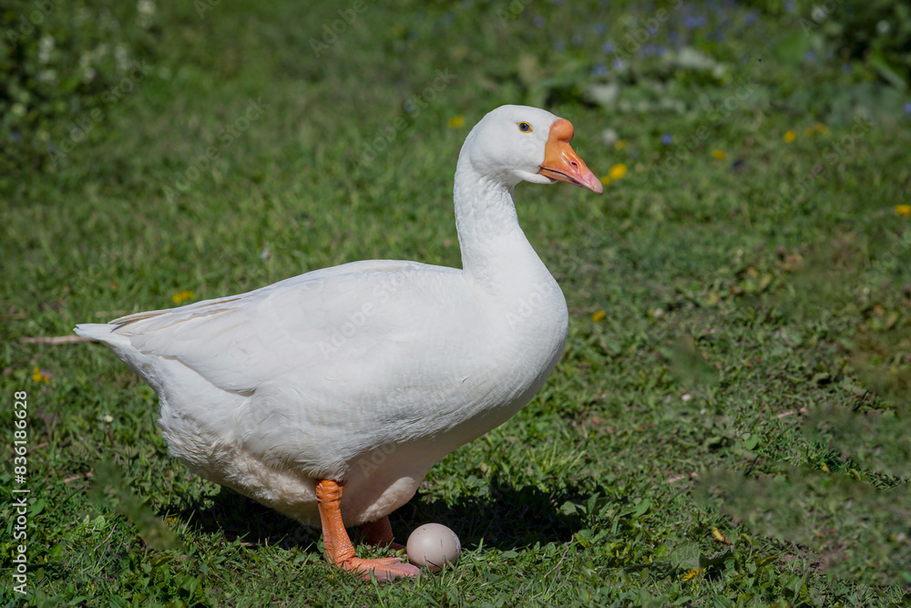 A white goose walks through the village close-up. A white goose walks through the village close-up.