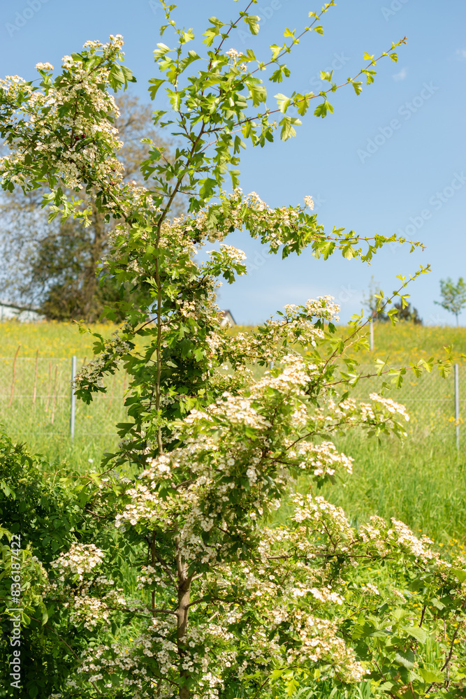 Common hawthorn or Crataegus Monogyna plant in Zurich in Switzerland Common hawthorn or Crataegus Monogyna plant in Zurich in Switzerland
