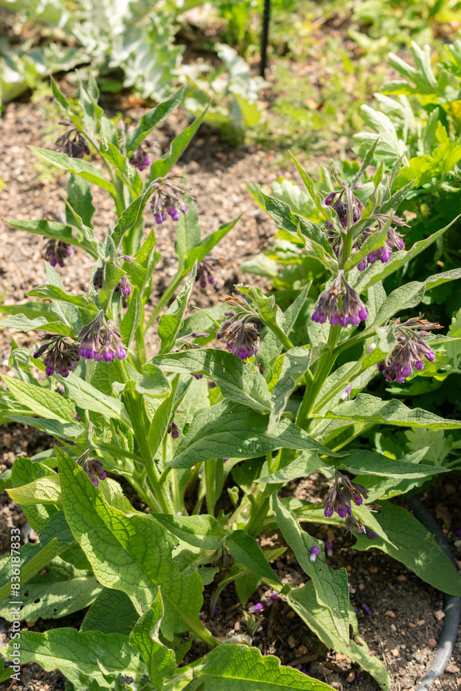 Boneset or Symphytum Officinale plant in Zurich in Switzerland Boneset or Symphytum Officinale plant in Zurich in Switzerland