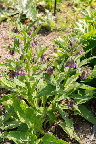 Boneset or Symphytum Officinale plant in Zurich in Switzerland