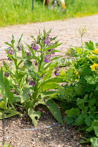 Boneset or Symphytum Officinale plant in Zurich in Switzerland