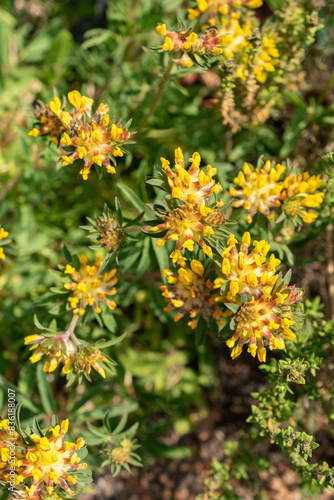 Common kidney vetch or Anthyllis Vulneraria plant in Zurich in Switzerland