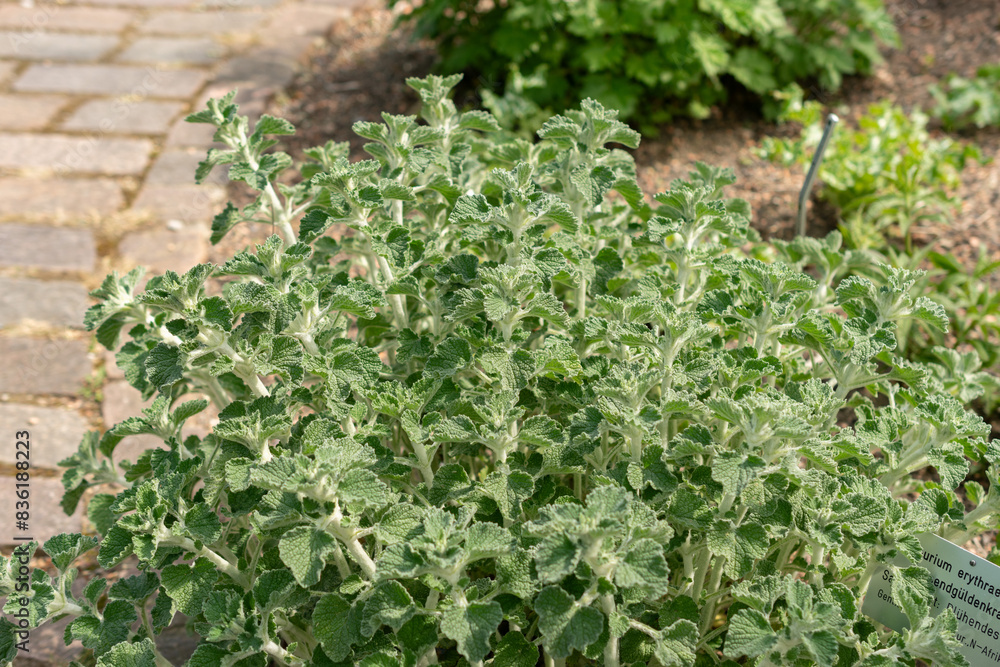 Common horehound or Marrubium Vulgare plant in Zurich in Switzerland Common horehound or Marrubium Vulgare plant in Zurich in Switzerland