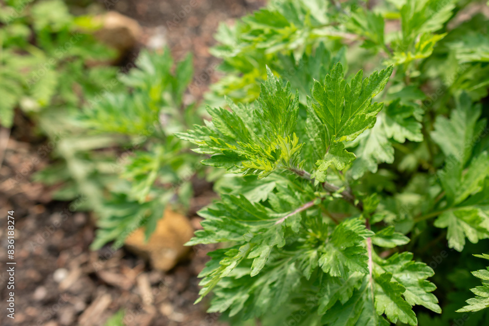 Common mugwort or Artemisia Vulgaris plant in Zurich in Switzerland Common mugwort or Artemisia Vulgaris plant in Zurich in Switzerland