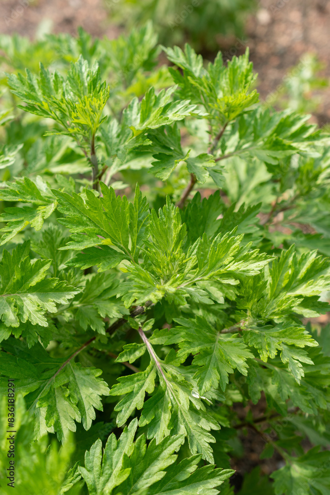 Common mugwort or Artemisia Vulgaris plant in Zurich in Switzerland Common mugwort or Artemisia Vulgaris plant in Zurich in Switzerland