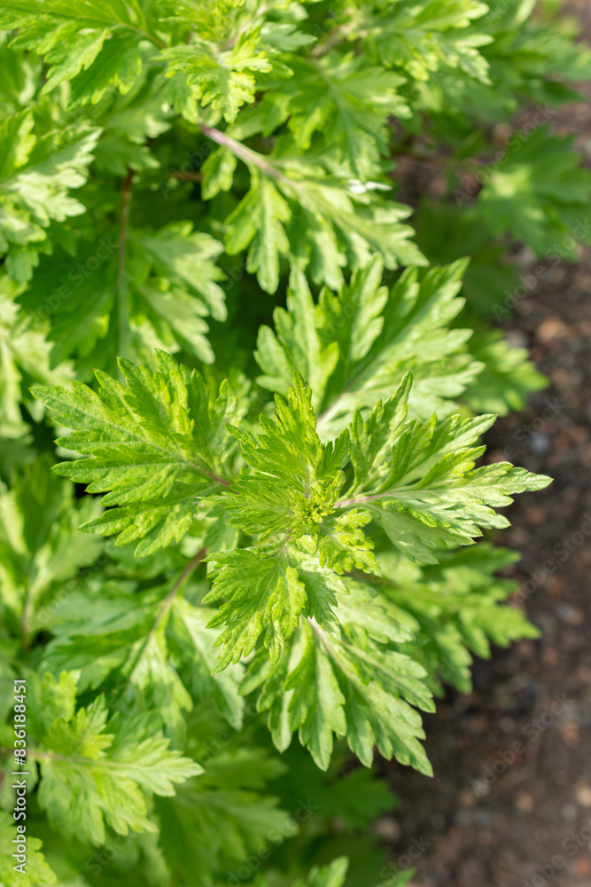 Common mugwort or Artemisia Vulgaris plant in Zurich in Switzerland Common mugwort or Artemisia Vulgaris plant in Zurich in Switzerland