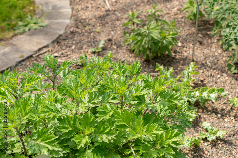Common mugwort or Artemisia Vulgaris plant in Zurich in Switzerland Common mugwort or Artemisia Vulgaris plant in Zurich in Switzerland