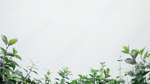 Wallpaper Mural Out of Focus Green Plants Framing the Bottom Sides of a Pure White Background. Blurred Vegetation Creating a Soft Natural Border in a Minimalistic Composition. Torontodigital.ca