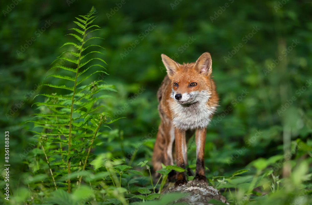 Portrait of a red fox standing on tree in a forest.