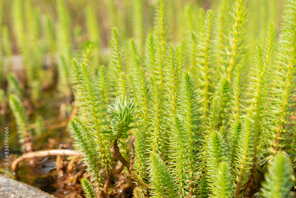 Mares tail or Hippuris Vulgaris plant in Zurich in Switzerland Mares tail or Hippuris Vulgaris plant in Zurich in Switzerland