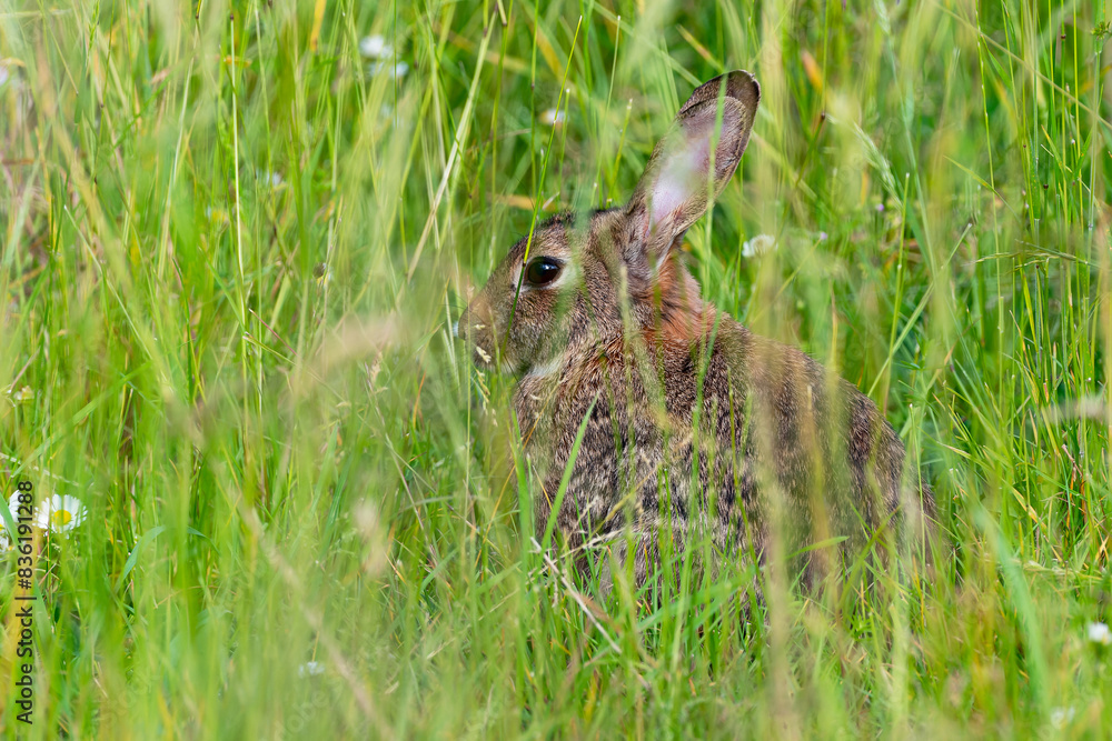 rabbit in the grass rabbit in the grass