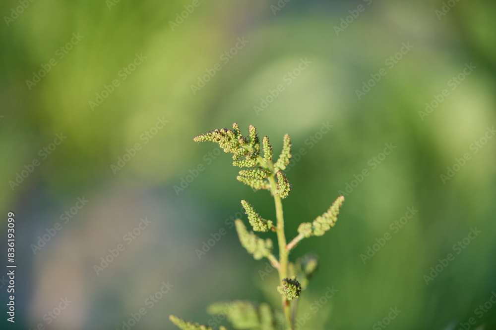 Early false astilbe flower bud. Close-up photograph. Early false astilbe flower bud. Close-up photograph.
