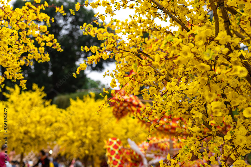 Apricot tree blooming with yellow flowering branches curving create unique beauty. This is a special wrong tree symbolizes luck, prosperity in spring Vietnam Lunar New Year Apricot tree blooming with yellow flowering branches curving create unique beauty. This is a special wrong tree symbolizes luck, prosperity in spring Vietnam Lunar New Year