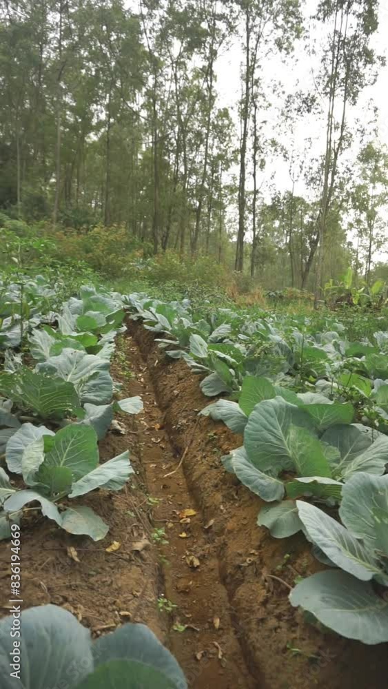 beautiful vertical video portrait green cabbage plantations in the mountain hills in the afternoon beautiful vertical video portrait green cabbage plantations in the mountain hills in the afternoon