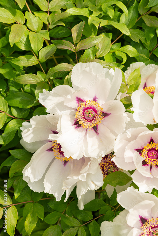 Rocks peony or Paeonia Rockii plant in Zurich in Switzerland Rocks peony or Paeonia Rockii plant in Zurich in Switzerland