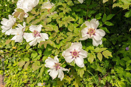 Rocks peony or Paeonia Rockii plant in Zurich in Switzerland photo