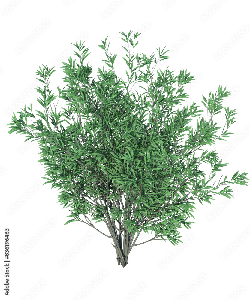 Siepe , barriera di foglie e rami, Albero con e senza foglie arancioni, verdi, gialle, rosse fondo trasparente e isolato Siepe , barriera di foglie e rami, Albero con e senza foglie arancioni, verdi, gialle, rosse fondo trasparente e isolato