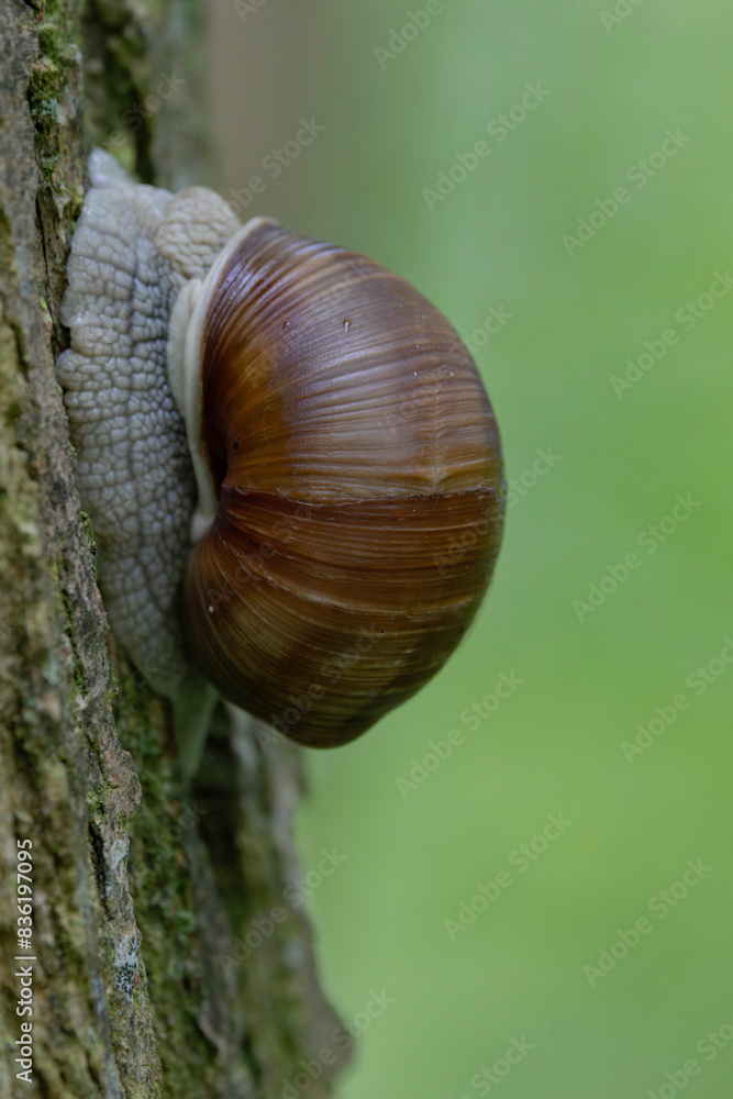 snail Helix pomatia on a rainy day in a French forest snail Helix pomatia on a rainy day in a French forest