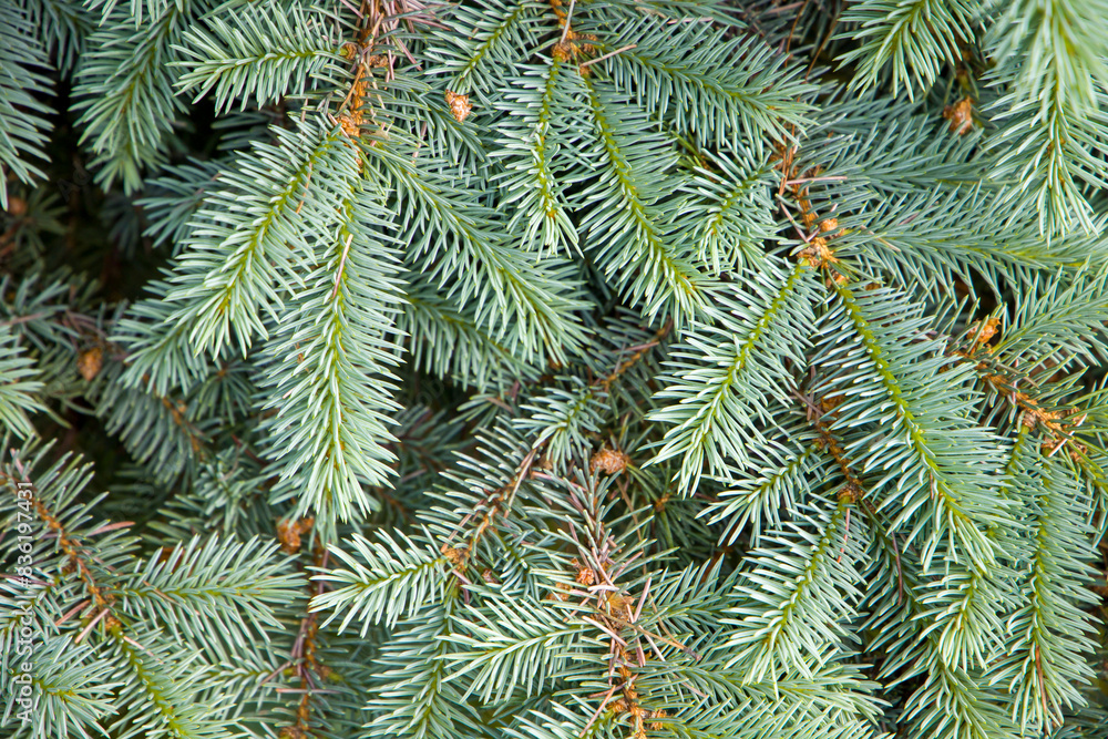 close - up of fir tree branches close - up of fir tree branches