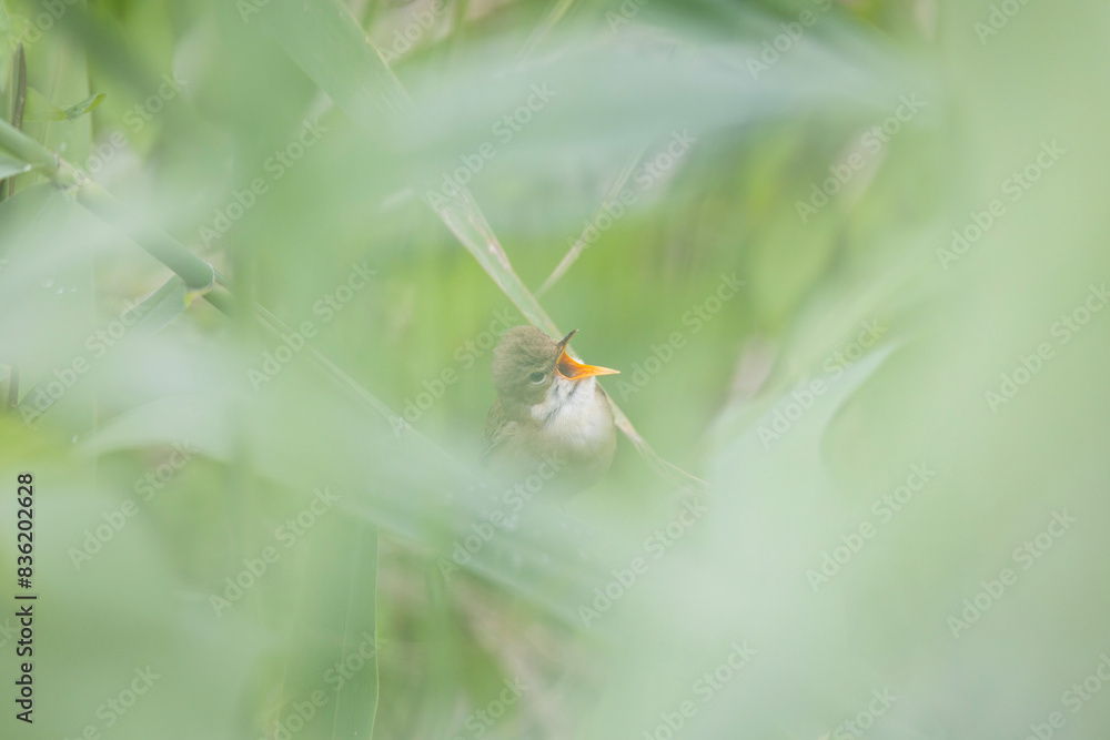songbird Acrocephalus palustris Marsh Warbler perching on reed songbird Acrocephalus palustris Marsh Warbler perching on reed