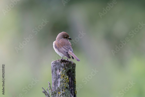 Bird Red-backed shrike Lanius collurio perching