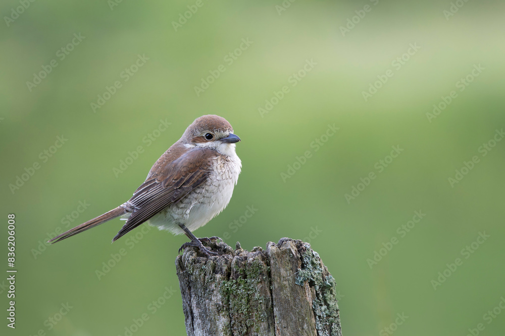 Bird Red-backed shrike Lanius collurio perching Bird Red-backed shrike Lanius collurio perching