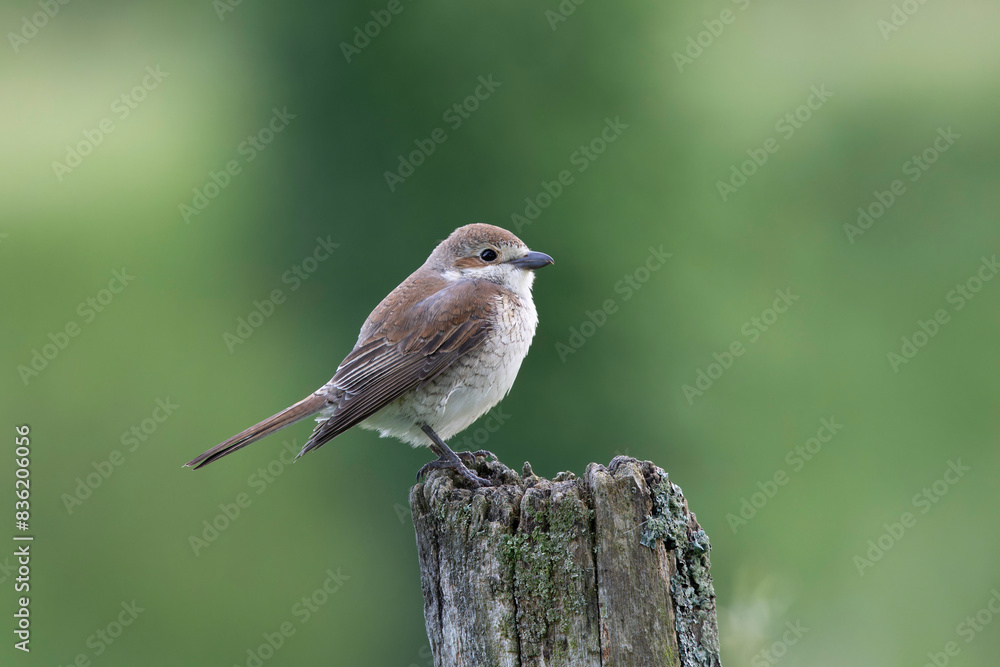Bird Red-backed shrike Lanius collurio perching Bird Red-backed shrike Lanius collurio perching