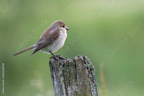 Bird Red-backed shrike Lanius collurio perching