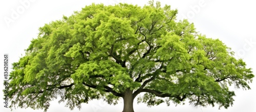 A group of individual trees depicted against a white backdrop, allowing for a clear view of each tree with copy space image.