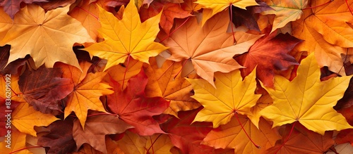 Background of autumn maple leaves in a variety of colors with space for adding images. Copy space image. Place for adding text and design