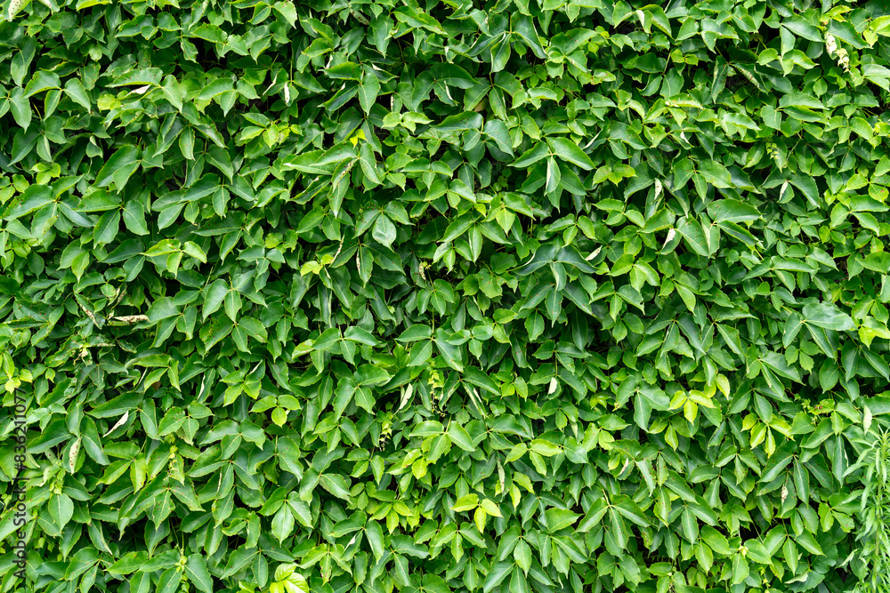 Obraz premium Tropical trees arranged in full background Or full wall There are leaves in different sizes, different colors, various sizes, many varieties. Another garden layout.as summer background with copy space