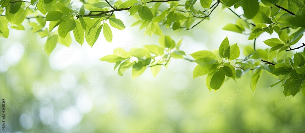 White background with tree leaf frame creating copy space image. White background with tree leaf frame creating copy space image.