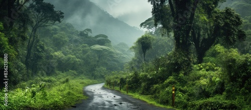 An aerial view of a rural forest road  featuring a muddy path surrounded by rainforest  showcasing nature s beauty and a healthy ecosystem  with copy space image.