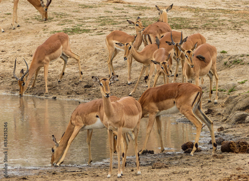 Impala Drinking at a Waterhole with Oxpeckers On Their Backs, South Africa Impala Drinking at a Waterhole with Oxpeckers On Their Backs, South Africa