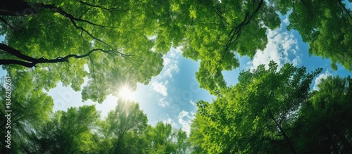 Fototapeta Naklejka Na Ścianę i Meble -  No individuals on a sunny summer day in a forest with tall forest trees showing a lush green canopy, in a low-angle copy space image.