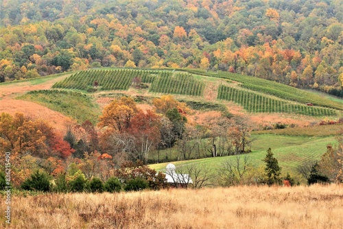 Fall Panorama View To Vineyard