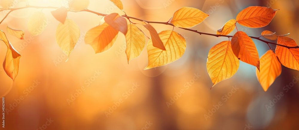Colorful leaves in an autumn setting with a blurred park background at sunset, providing a beautiful composition suitable for copy space image. Colorful leaves in an autumn setting with a blurred park background at sunset, providing a beautiful composition suitable for copy space image.