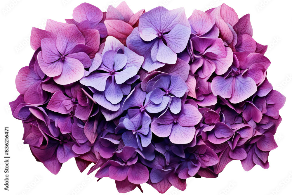 Close-up of a cluster of vibrant purple hydrangea flowers. The petals are soft and delicate, creating a beautiful floral texture. Close-up of a cluster of vibrant purple hydrangea flowers. The petals are soft and delicate, creating a beautiful floral texture.